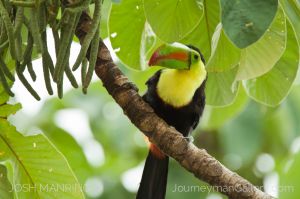 Josh Manring Photographer Decor Wall Art -  Costa Rica Birds -23.jpg